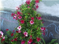 ed78b366-Picture 009.jpg